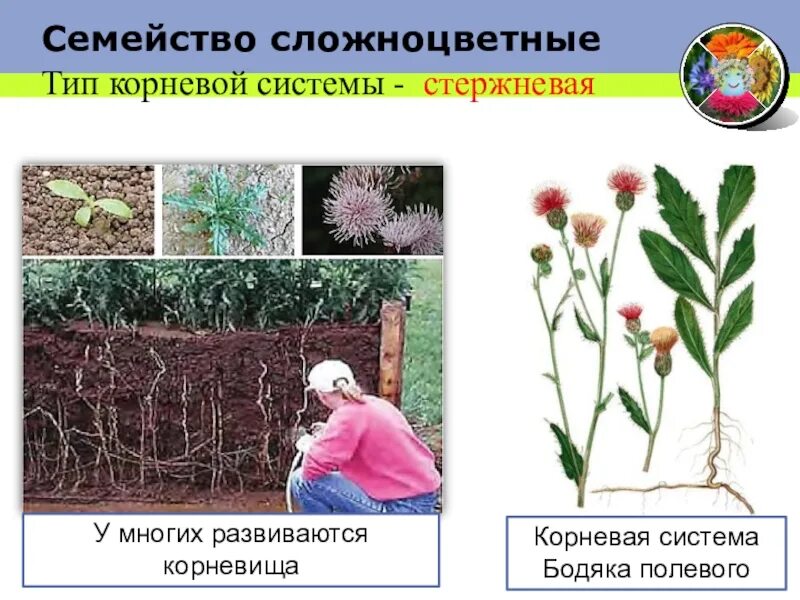 Бодяк полевой корневая система. Корневая система астровых. Семейство Сложноцветные корневая система. Сложноцветные Тип корневой системы.