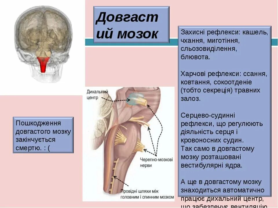 Кашлевой рефлекс какой отдел мозга. Міст в мозку. Довгастий мозок Колір. Поверхня довгастого мозку якого кольору.