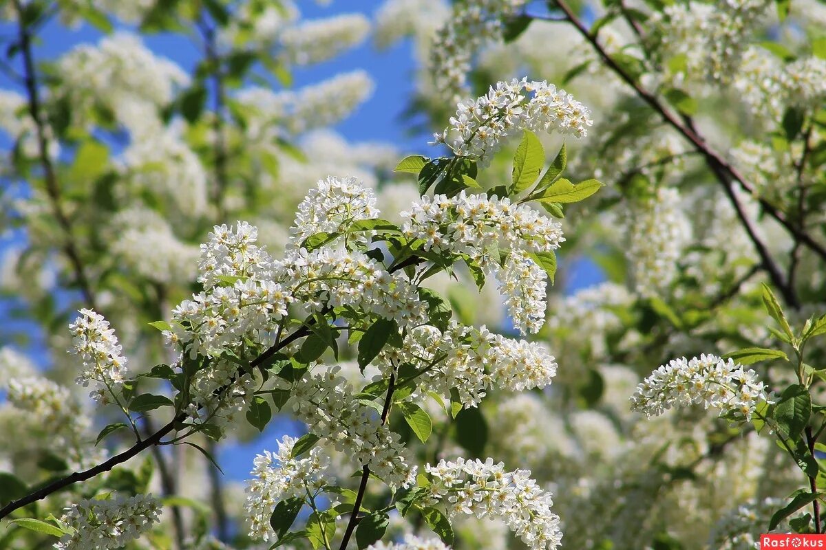 Герман «белый цвет, черемухи цвет». Белый цвет черемухи цвет. Белая черемуха. Цветущая черемуха. Песня белая черемуха пышно расцвела.