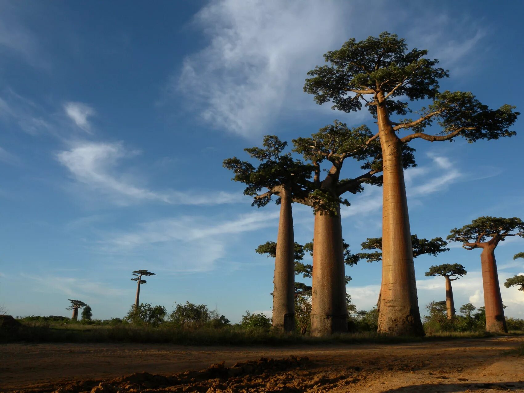 Где находится баобаб. Аллея баобабов Мадагаскар. Баобаб ЮАР. Баобаб (Адансония пальчатая. Мадагаскар дерево баобаб Мадагаскар.