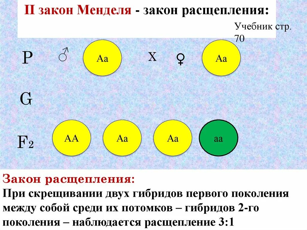 Расщепление по генотипу при дигибридном. 3 Закон Менделя дигибридное скрещивание. Расщепление по 3 закону Менделя. 3 Закон Менделя расщепление. Третий закон Менделя скрещивание.