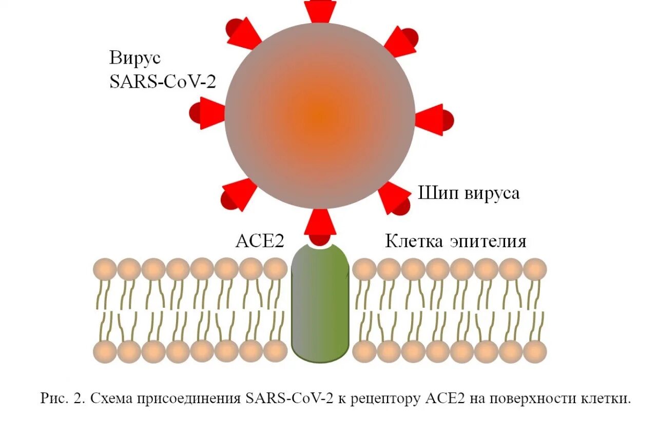 Вирус сарс ков. Рецептор ace2 и SARS-cov. Рецепторы клеток для SARS-cov-2. Рецепторы клетки к вирусу. Коронавирус SARS-cov-2.