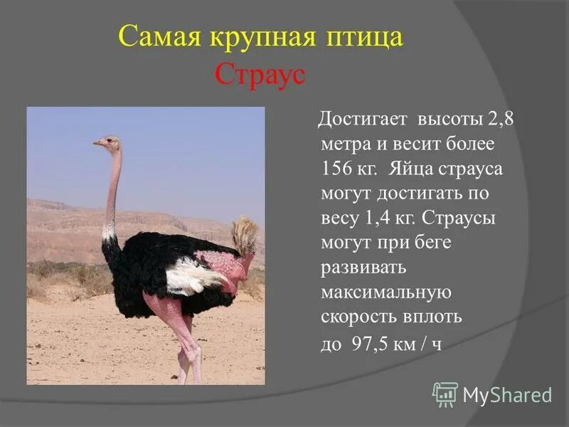 какую скорость развивает страус