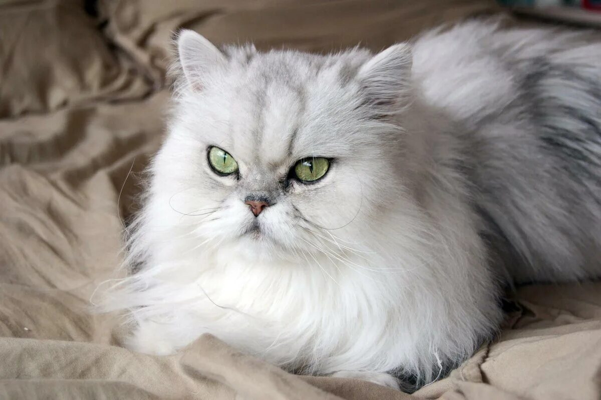 Белая Персидская шиншилла кошка. Персидская серебристая шиншилла. Сибирская шиншилла кошка. Персидская шиншилла серая.