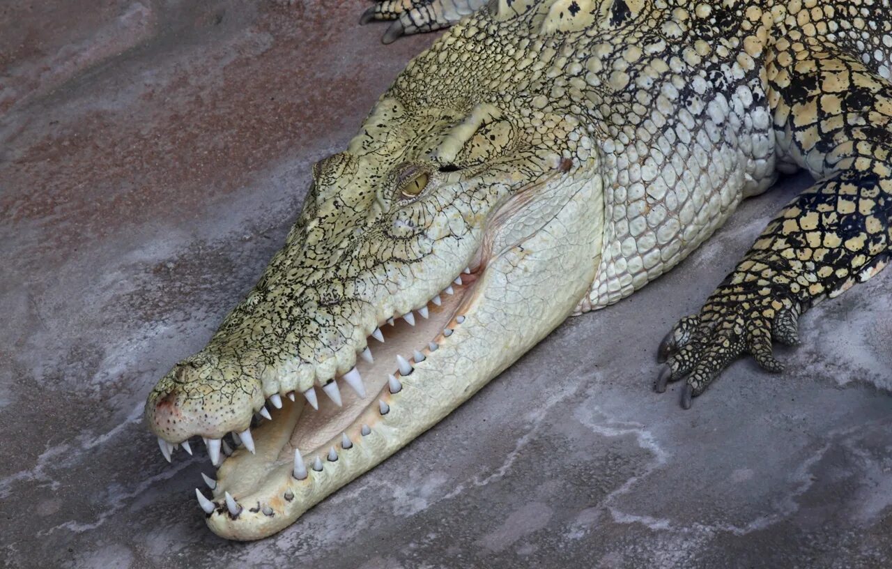 Купить крокодил про. Гребнистый крокодил. Гребнистый крокодил Таиланд. Поросус крокодил. Морской гребенчатый крокодил.