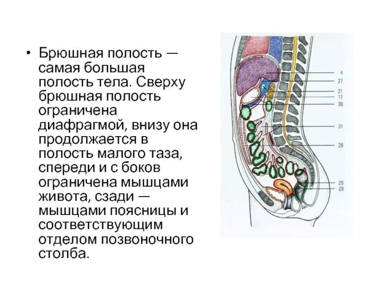 Брюшная и грудная полость тела. Полость брюшины ограничена. Брюшная полость ограничена сверху. Брюшная полость и полость брюшины. Верхний этаж брюшной полости схема.