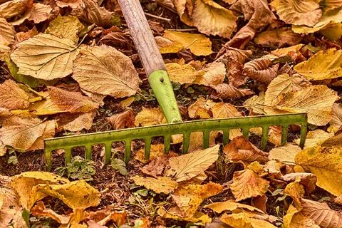 Rake leaves