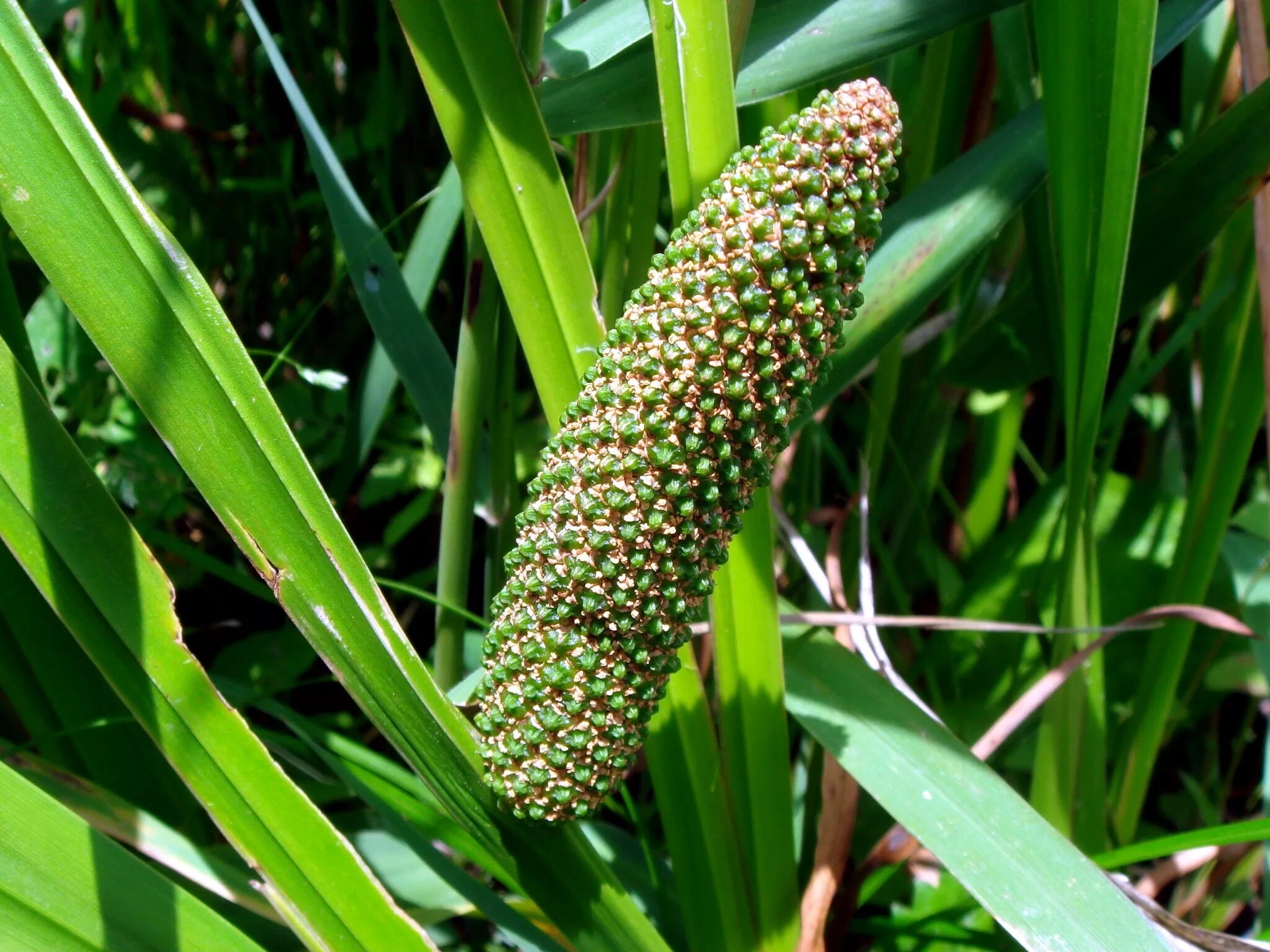 АИР обыкновенный - Acorus Calamus. АИР болотный (Acorus Calamus). АИР обыкновенный (Acorus Calamus l.). АИР обыкновенный (а. болотный) - Acorus Calamus.. День аир