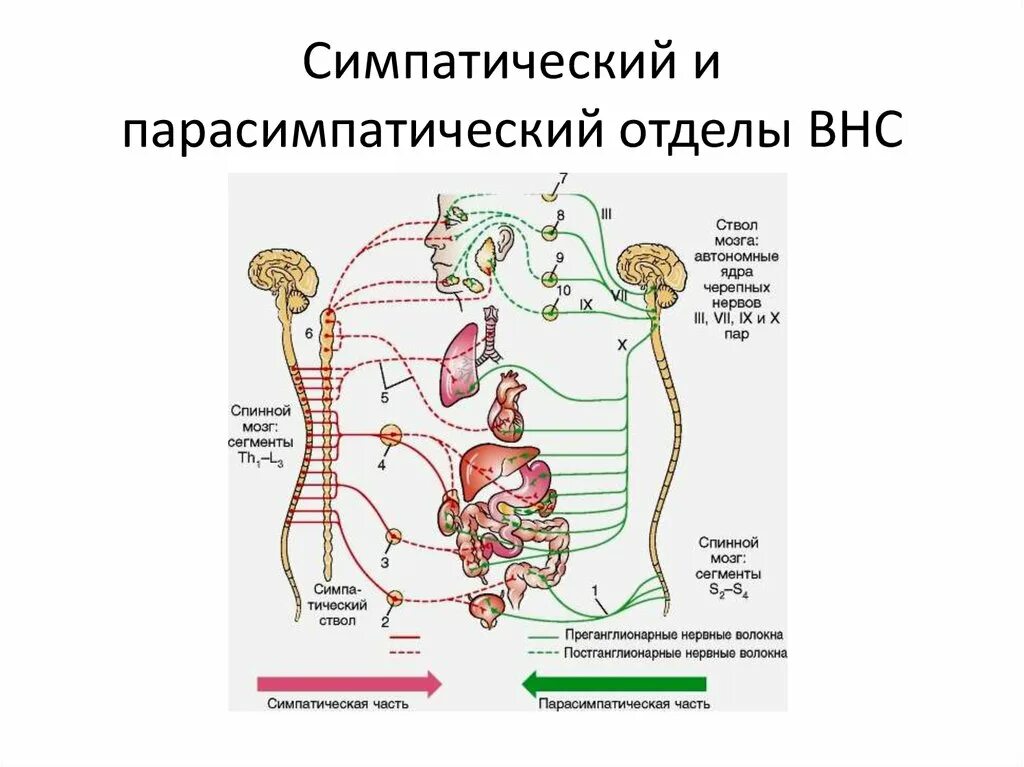 Действия симпатического и парасимпатического отделов. Строение симпатической и парасимпатической системы. Отделы вегетативной нервной системы строение. Схема строения симпатического и парасимпатического отделов ВНС. Схема строения автономной вегетативной нервной системы.