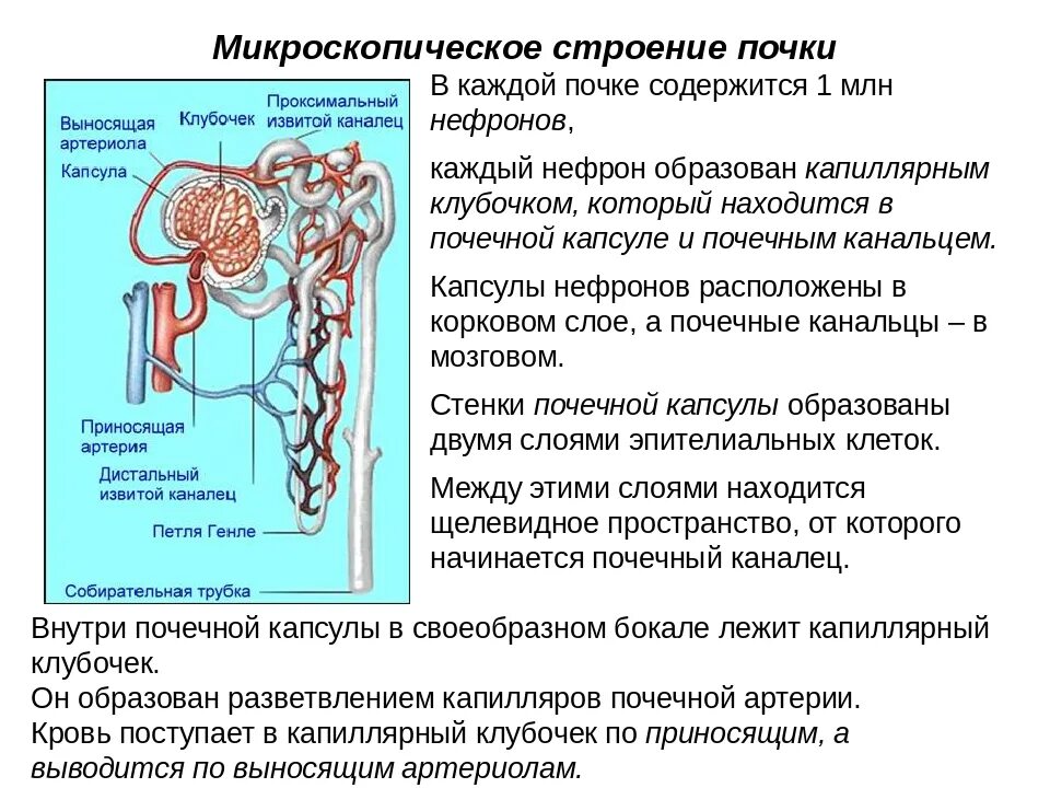 Какой процесс происходит в канальцах нефрона. Строение нефрона почки анатомия. Микроскопическое строение почки нефрон. Строение почки и строение нефрона. Капсула нефрона и почечный каналец.