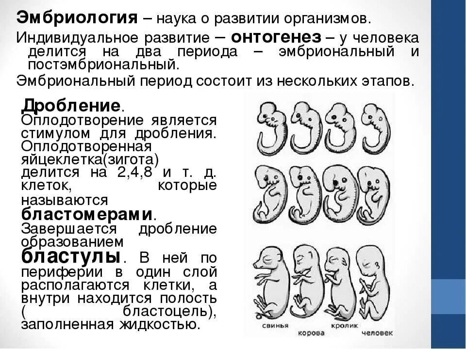 Стадии внутриутробного развития плода. Этапы внутриутробного развития. Этапы развития зародыша человека по неделям. Этапы формирования плода по неделям. Беременность и роды 8 класс