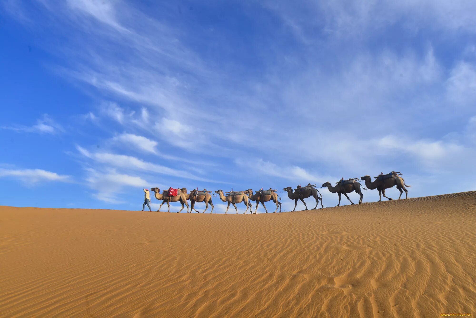Караван в пустыне. Караван верблюдов. Верблюд в пустыне. Караван верблюдов в пустыне.