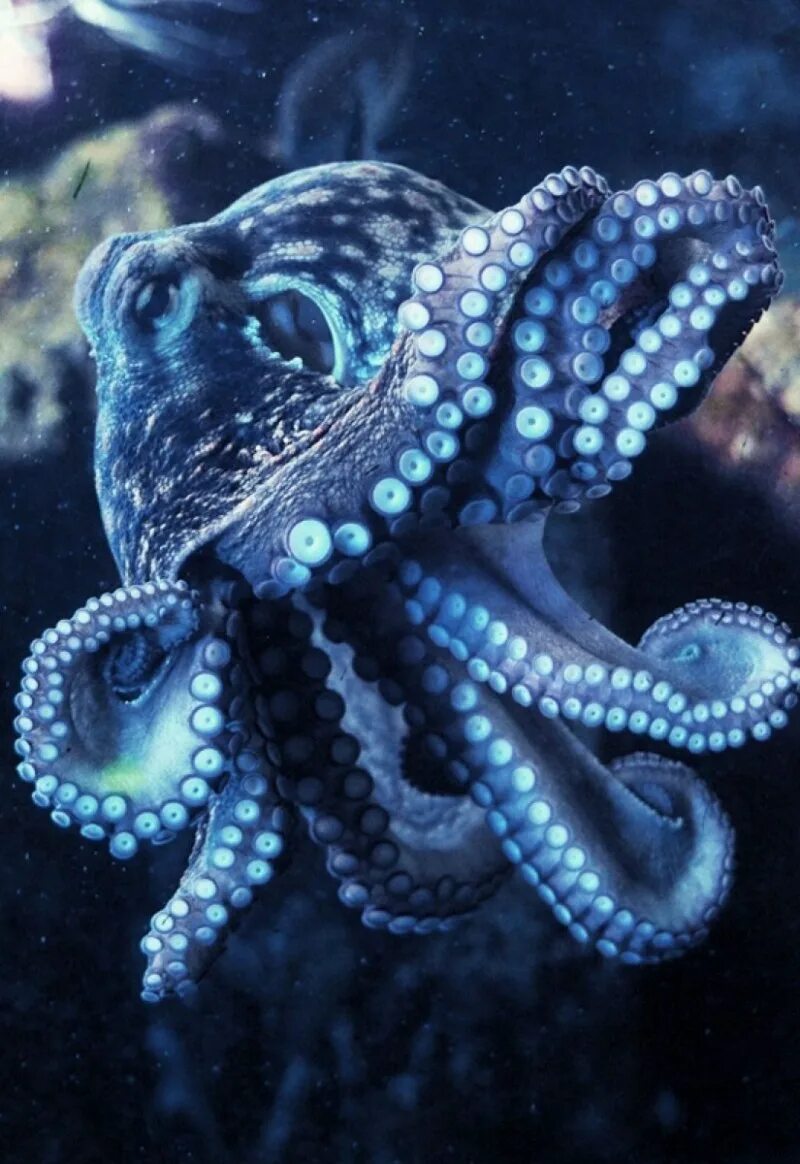 Осьминог Octopus vulgaris. Синекольчатый осьминог. Длиннощупальцевый Спрут. Октопус вульгарис.