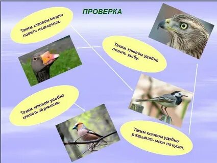 Жизнь птиц окружающий