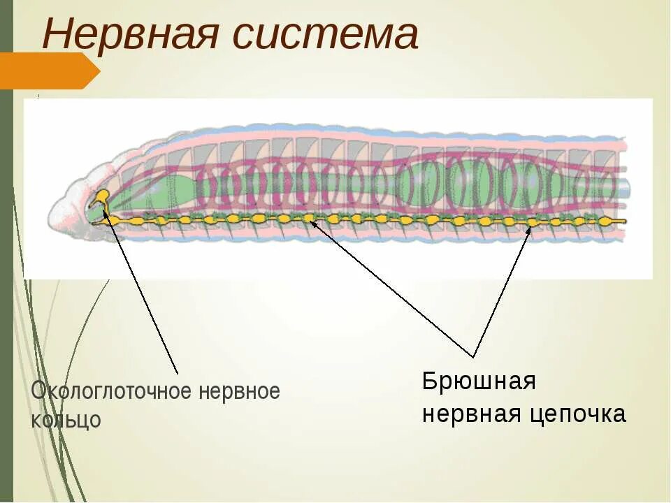Кольчатые черви нервная система окологлоточное кольцо. Кольчатые черви нервная система. Тип кольчатые черви нервная система. Окологлоточное кольцо у плоских червей.