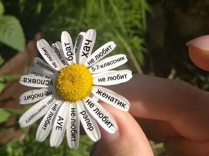 Ромашка с надписями