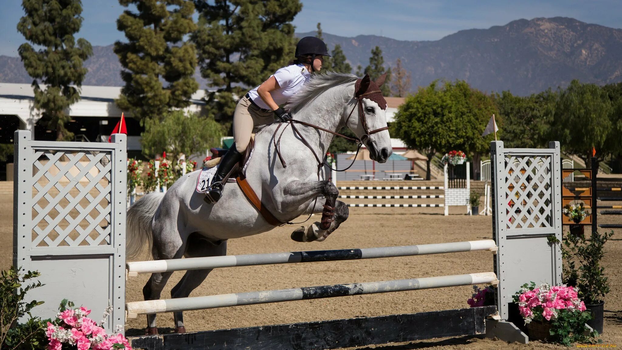 Horse sport. Эстетика конного спорта конкур. Лошади конкур. Лошади спорт Эстетика. Лошади Эстетика конкур.