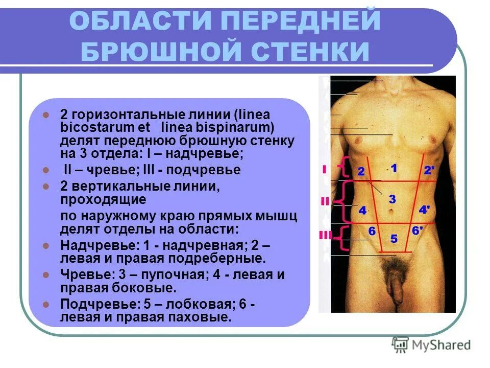 грыжи передней брюшной стенки топографическая анатомия. грыжа живота классификация. грыжа передней брюшной стенки. грыжи передней брюшной стенки у детей. грыжи брюшной полости классификация.