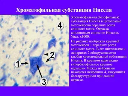 Глыбки хроматофильной субстанции
