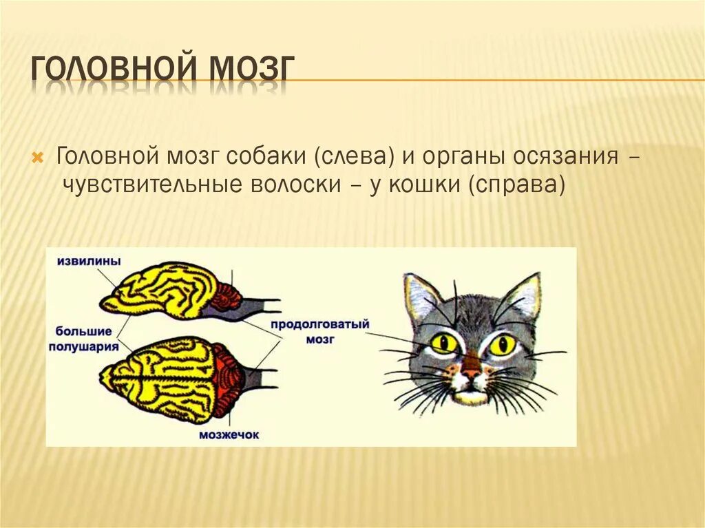 Обоняние у млекопитающих. Органы чувств кошки. Органы чувств млекопитающих. Органы осязания у кошек. Органы осязания млекопитающих.