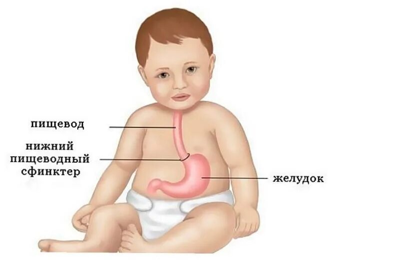 Пищевод у новорожденного