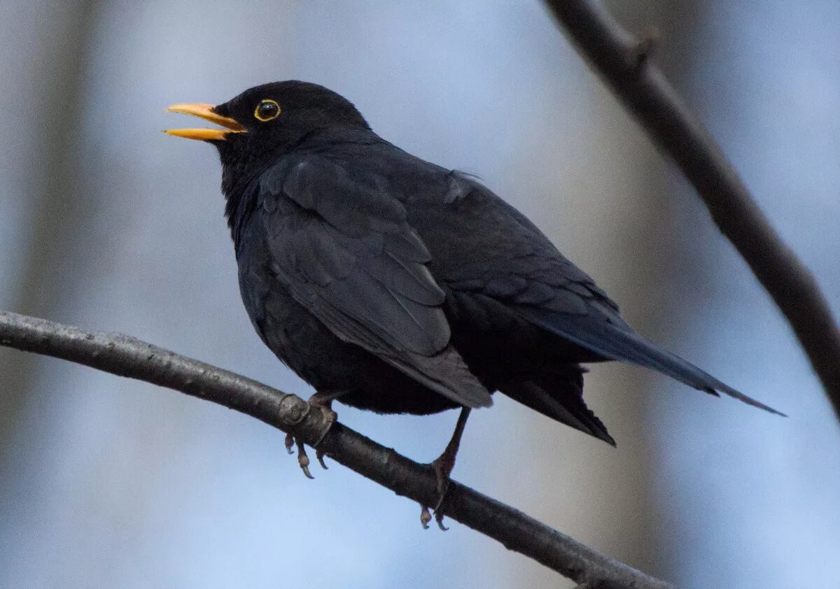 Blackbird bird