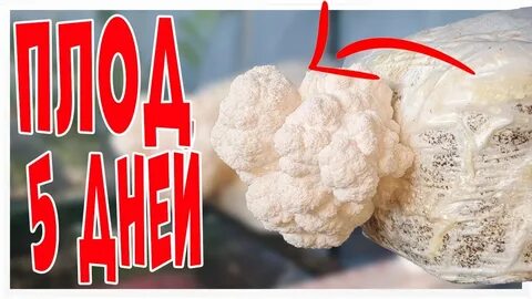 Выращивание ежевика гребенчатого