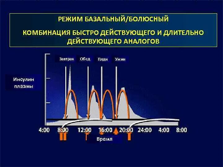 Базис болюсная