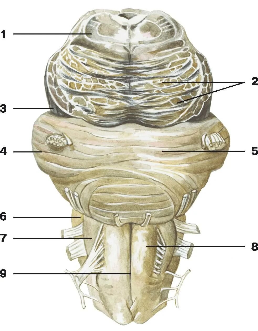 Мозжечок атлас. Оливы мозжечка анатомия. Продолговатый мозг анатомия. Олива мозг анатомия.