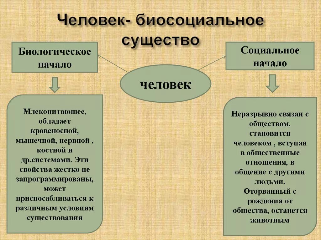 Специфику социальной природы человека. Человек биосоциальное существо. Биосоциальное в человеке. Человек биосоциальное существо схема. Биологическое и социальное начало в человеке.