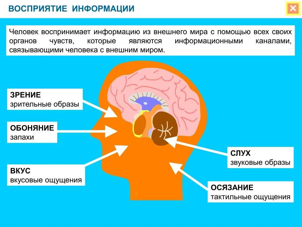 Форма познания с помощью органов чувств. Роль органов чувств в процессе восприятия информации. Восприятие информации человеком. Каналы восприятия информации человеком. Человек воспринимает информацию с помощью.