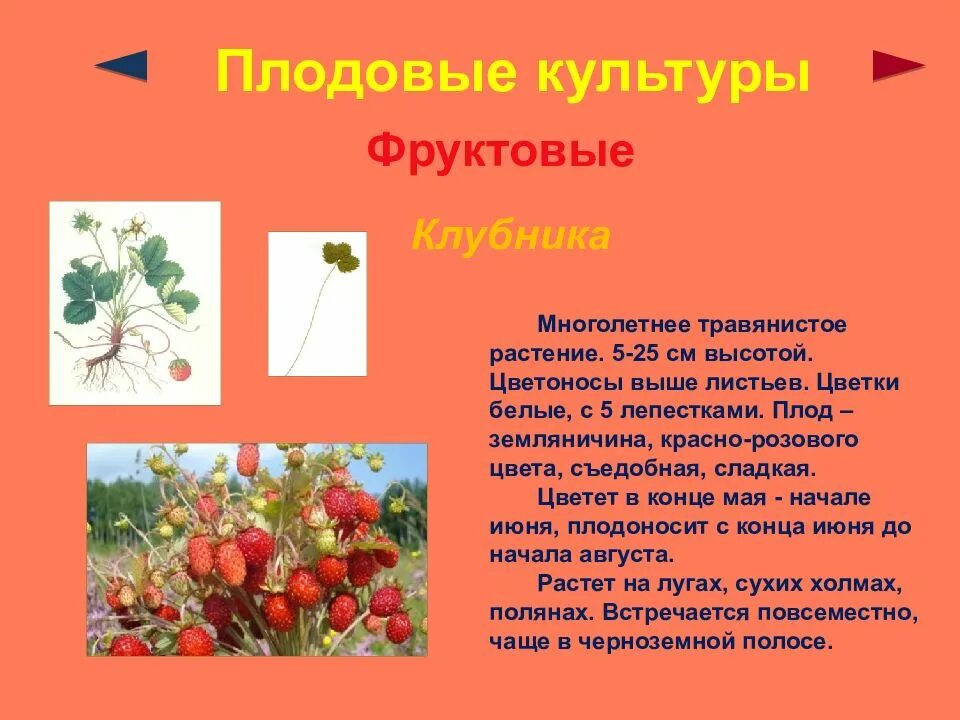 Дикорастущие и культурные растения. Культурные растения клубника. Сообщение о культурном растении. Культурные растение описание коротко. Культурное растение доклад 3 класс окружающий мир