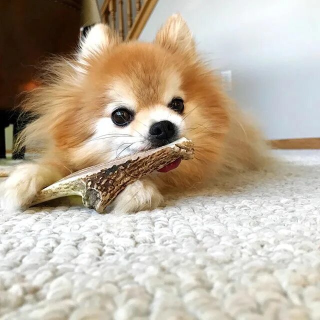 шпиц ест. шпиц с висячими ушами. померанский шпиц плюша. померанский шпиц карамельный. меню еды для шпица.