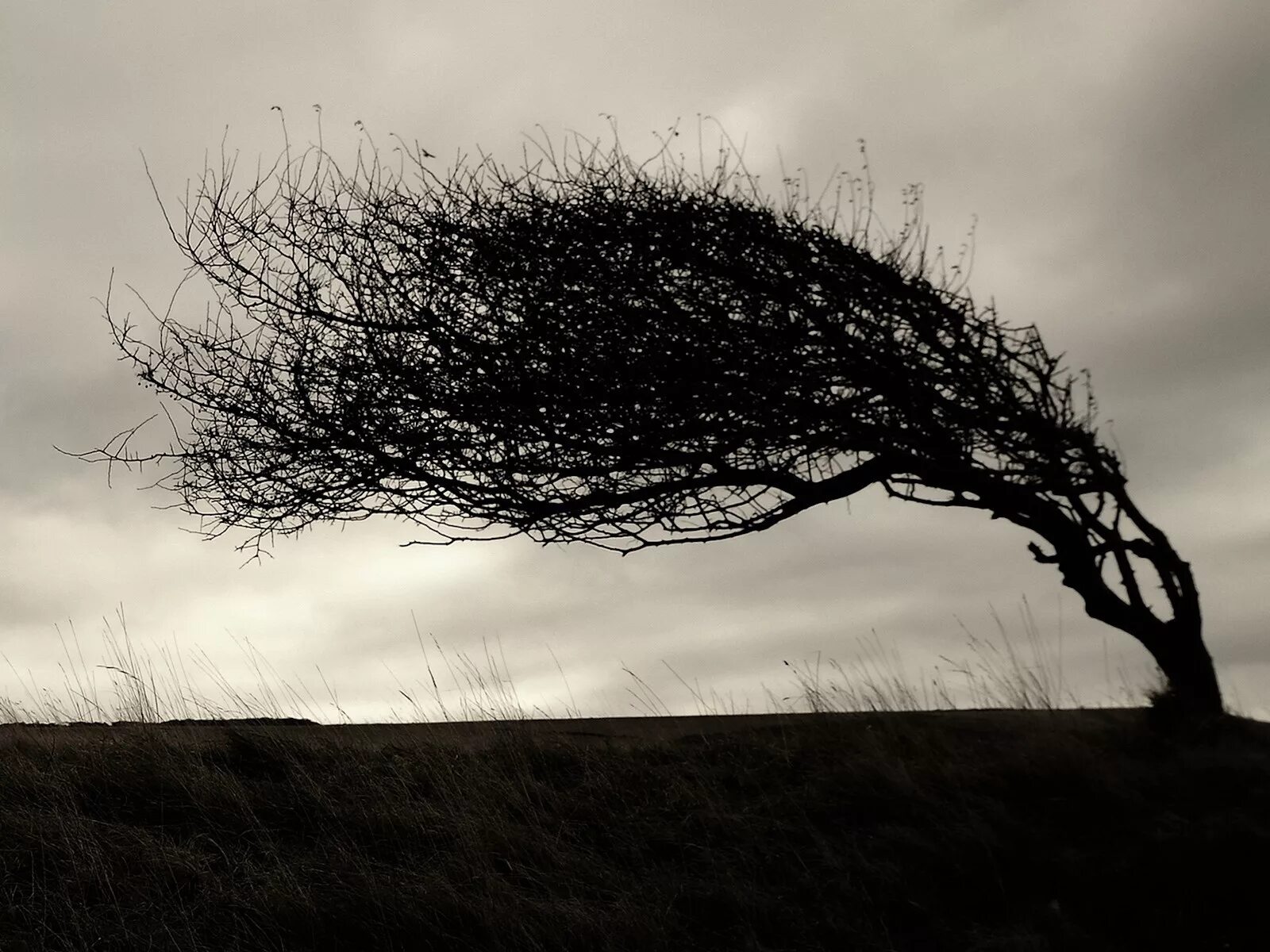Дерево на ветру. Наклоненное дерево. Одинокое дерево на ветру. Дерево под ветром.