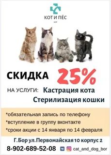 Акция кошки