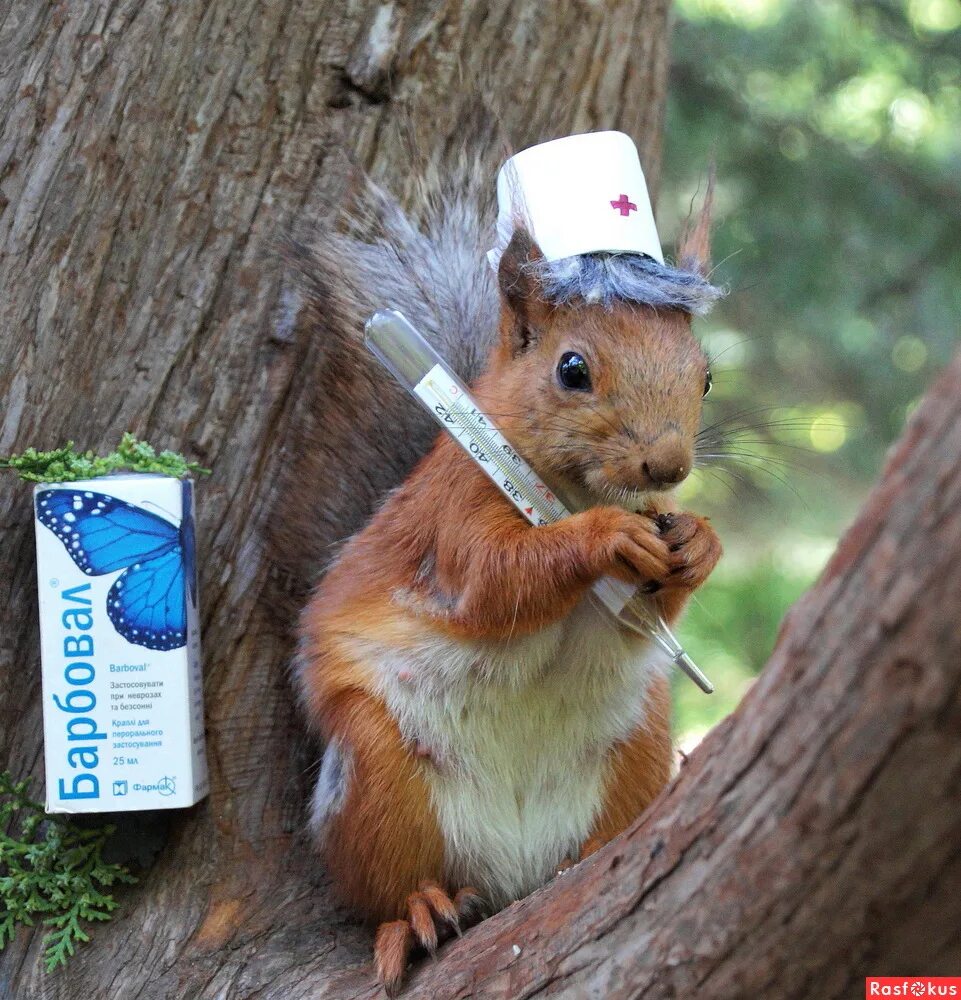 филевский парк белки. белка лечится. бельчонок. кавказская белка векша. филевский парк белки.