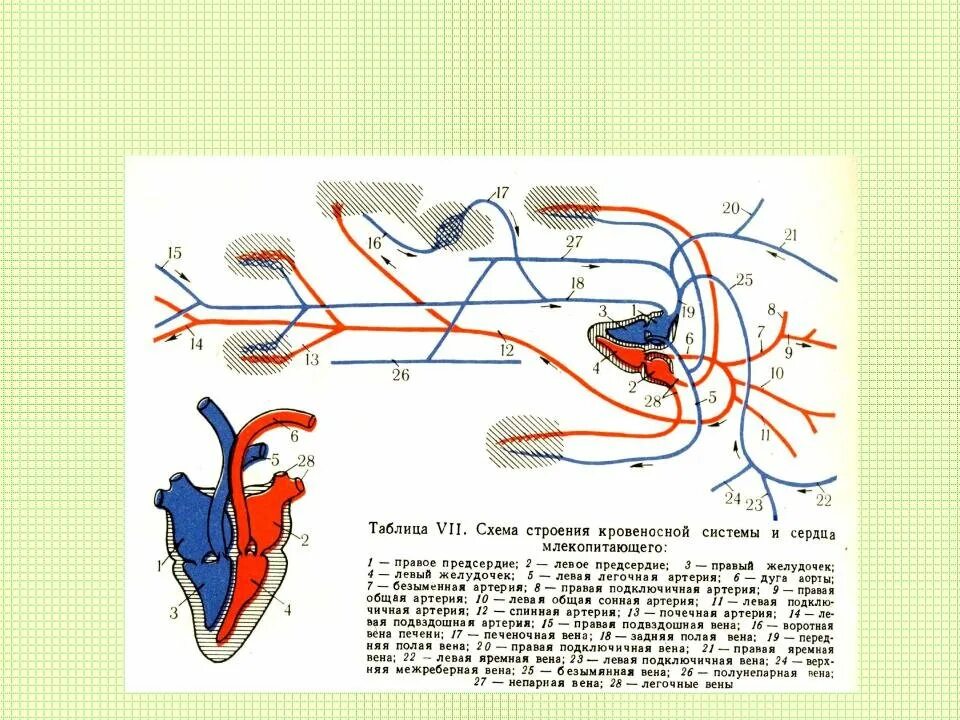 Кровеносная система кролика схема. Схема строения кровеносной системы млекопитающих. Схема кровеносной системы крысы. Строение кровеносной системы и сердца млекопитающих. Схема кровообращения птиц