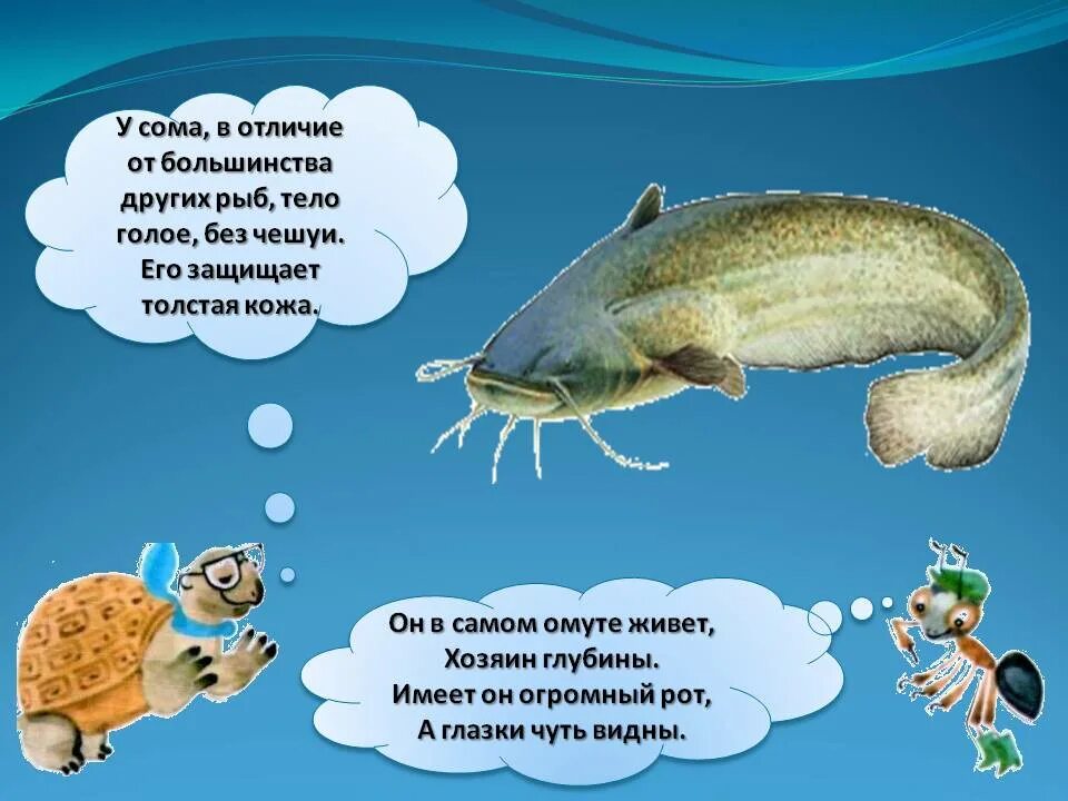 Загадка в воде живет нет клюва. Загадка про сома. загадка о соме. загадка про рыбу сом. загадка про сома для детей.