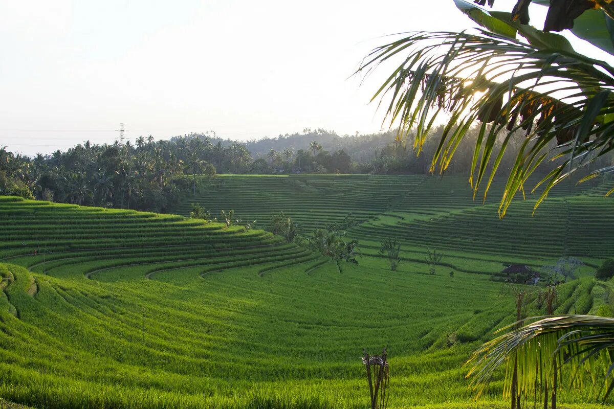Остров плантация. Рисовые поля Убуд. Бали плантации. Бали остров плантации. Бали рисовые плантации utl.