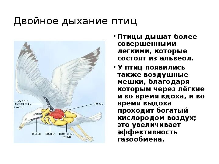 Почему птицы совершают. Дыхательная система птиц двойное дыхание. Механизм двойного дыхания у птиц. Схема двойного дыхания. Дыхание птиц схема.