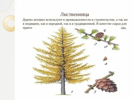 Пощупав корнями воду лиственницы березы