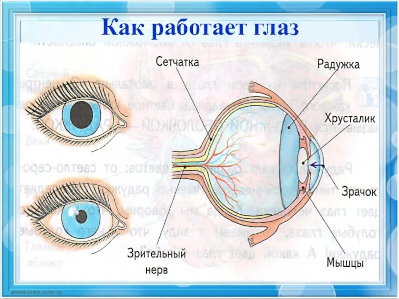 Презентация на тему глаз. Доклад на тему глаз. Глаза орган зрения. Презентация на тему глаза человека. Глаз орган чувств человека