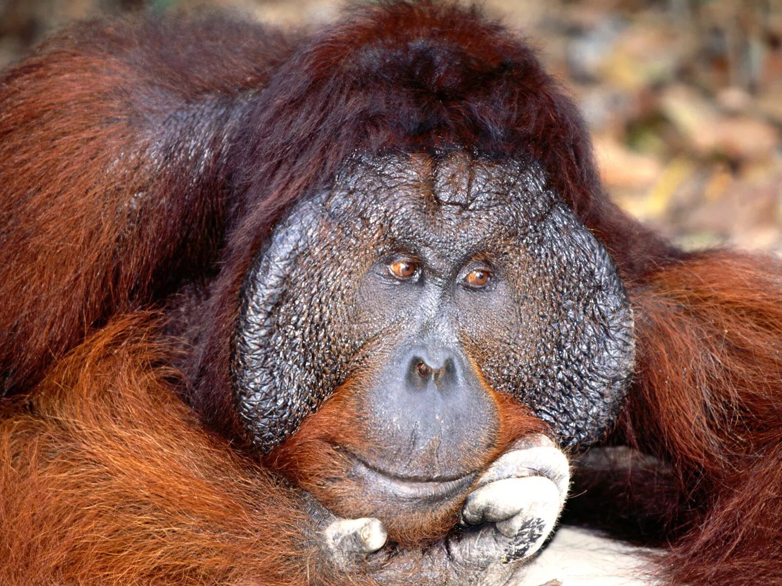 Суматранский орангутан. Обезьяна орангутан. Борнейский орангутан. Большие породы обезьян.