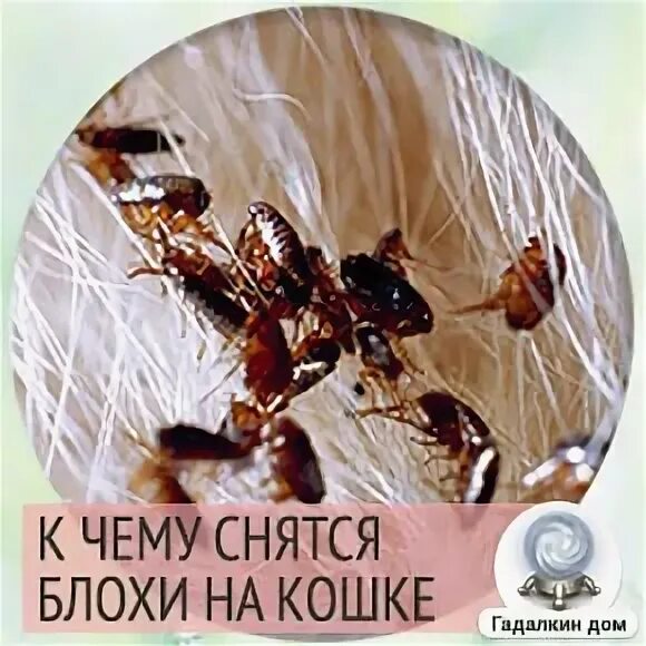 К чему снится ловить блох на кошке Клещи у собак. Блохи и другие кожные паразиты.