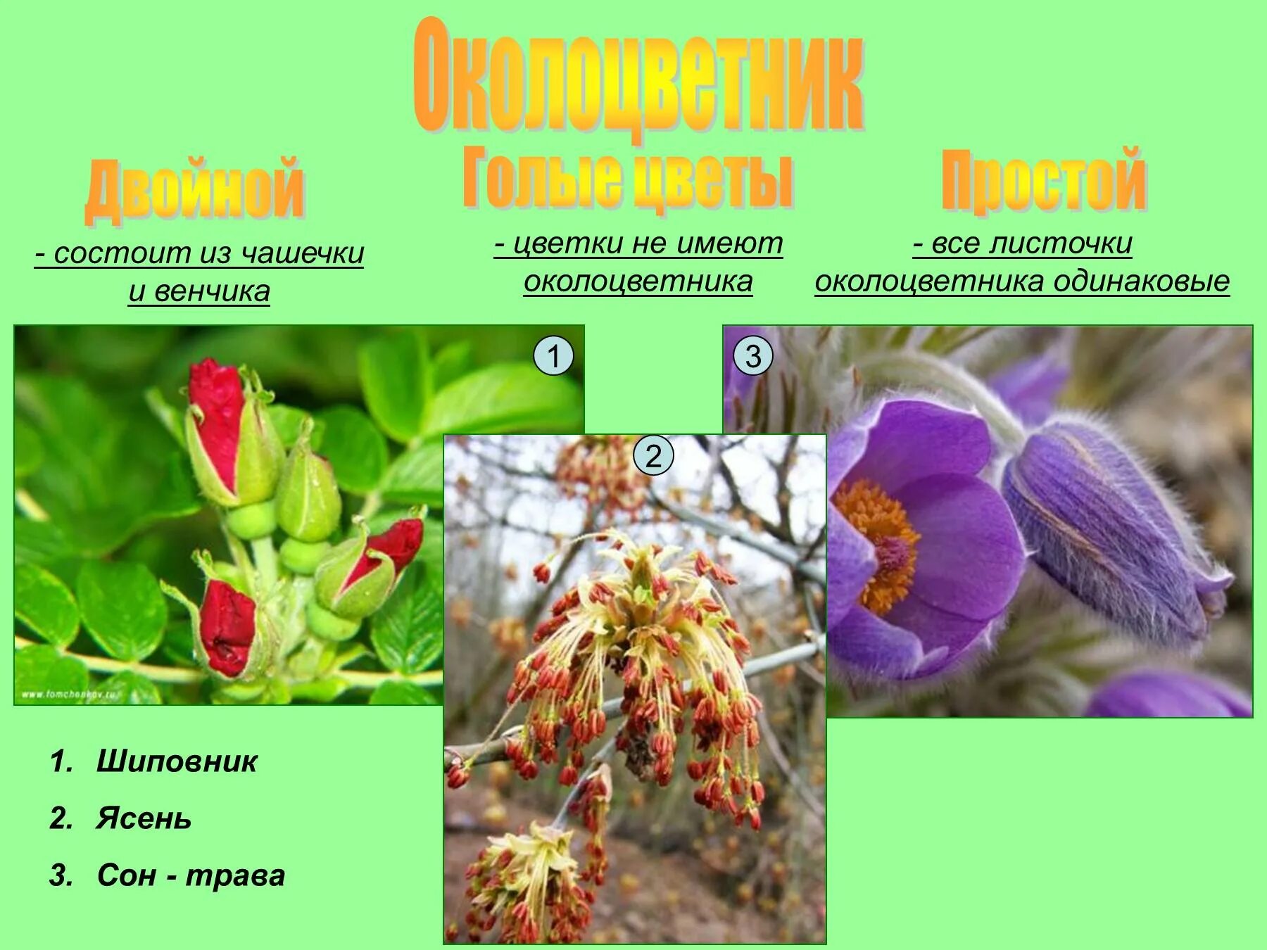 Венчик у растений. Околоцветник состоит из чашечки и венчика. Околоцветник шиповника. Двойной околоцветник имеют цветки. Примеры простых цветков