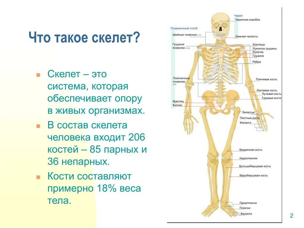 Что определяет скелет