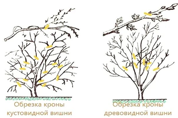 Обрезка вишни весной для начинающих в картинках. Кустовидная вишня обрезка. Схема обрезки вишни весной для начинающих. Обрезка вишни весной схема. Вишня древовидная и кустовидная отличия.