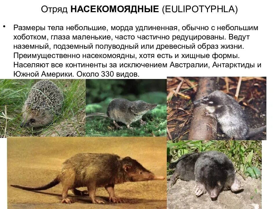 Численность насекомоядных