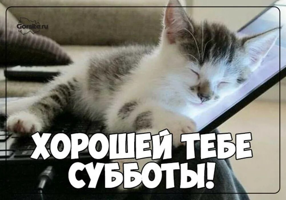 забавные животные. позитив картинки. веселые смешные хорошие. забавные животные. смешное животное.