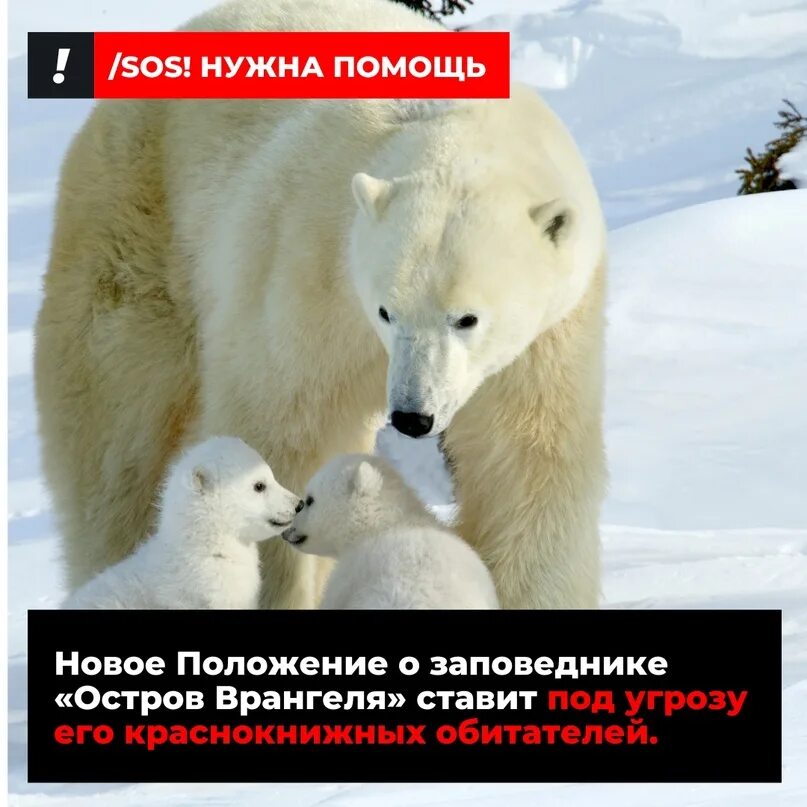 Родильный дом белых медведей называют заповедник. Остров врангеля белые медведи. Остров врангеля белые медведи. Белый медведь заповедник. Белый медведь имя.